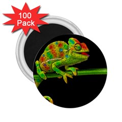 Chameleons 2 25  Magnets (100 Pack)  by Valentinaart