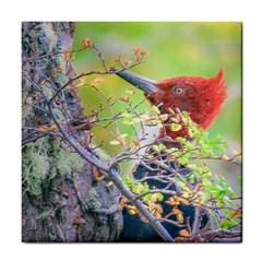 Woodpecker At Forest Pecking Tree, Patagonia, Argentina Tile Coasters by dflcprints