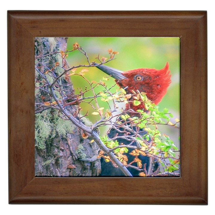 Woodpecker At Forest Pecking Tree, Patagonia, Argentina Framed Tiles