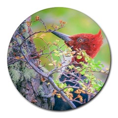 Woodpecker At Forest Pecking Tree, Patagonia, Argentina Round Mousepads by dflcprints