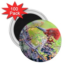 Woodpecker At Forest Pecking Tree, Patagonia, Argentina 2 25  Magnets (100 Pack)  by dflcprints