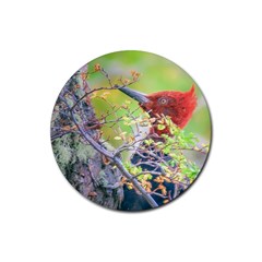 Woodpecker At Forest Pecking Tree, Patagonia, Argentina Rubber Round Coaster (4 Pack)  by dflcprints