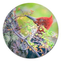 Woodpecker At Forest Pecking Tree, Patagonia, Argentina Magnet 5  (round) by dflcprints