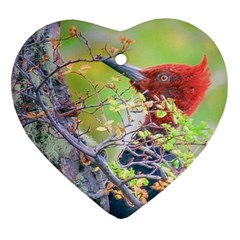 Woodpecker At Forest Pecking Tree, Patagonia, Argentina Heart Ornament (two Sides) by dflcprints