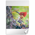 Woodpecker At Forest Pecking Tree, Patagonia, Argentina Canvas 24  x 36  23.35 x34.74  Canvas - 1