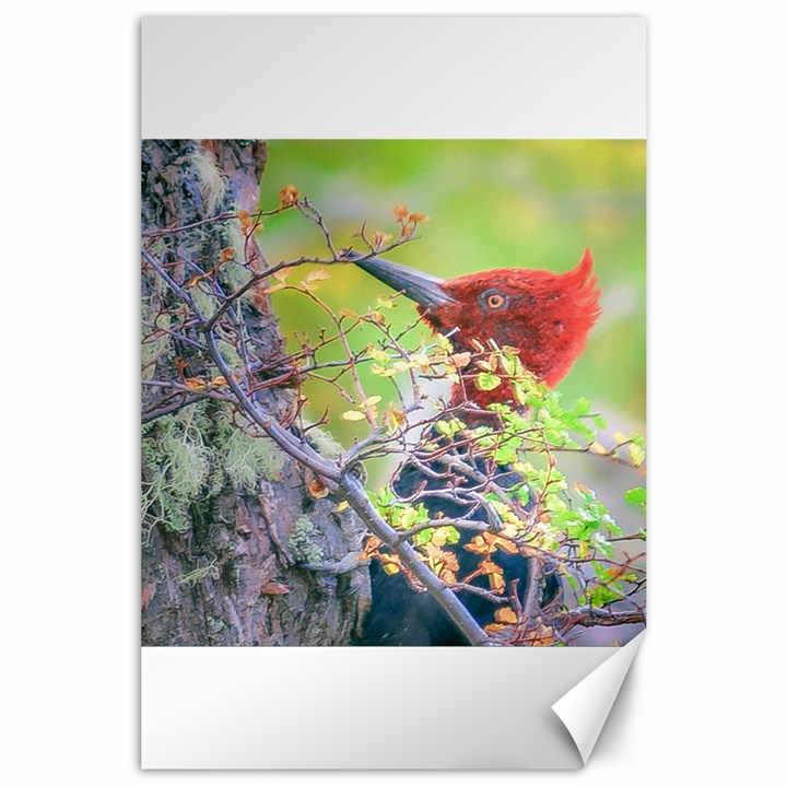 Woodpecker At Forest Pecking Tree, Patagonia, Argentina Canvas 24  x 36 