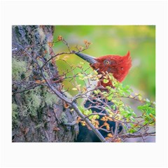 Woodpecker At Forest Pecking Tree, Patagonia, Argentina Small Glasses Cloth (2-side) by dflcprints