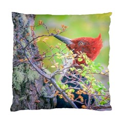 Woodpecker At Forest Pecking Tree, Patagonia, Argentina Standard Cushion Case (one Side) by dflcprints