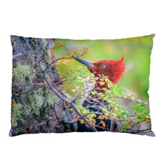 Woodpecker At Forest Pecking Tree, Patagonia, Argentina Pillow Case by dflcprints