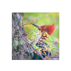 Woodpecker At Forest Pecking Tree, Patagonia, Argentina Satin Bandana Scarf by dflcprints