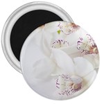 Orchids Flowers White Background 3  Magnets Front