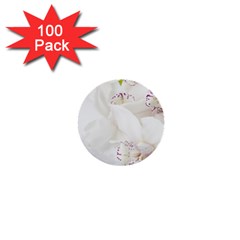 Orchids Flowers White Background 1  Mini Buttons (100 Pack)  by Nexatart