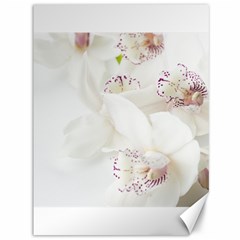 Orchids Flowers White Background Canvas 36  X 48   by Nexatart