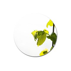 Leaves Nature Magnet 3  (round) by Nexatart