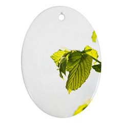 Leaves Nature Oval Ornament (two Sides)