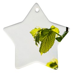 Leaves Nature Star Ornament (two Sides) by Nexatart