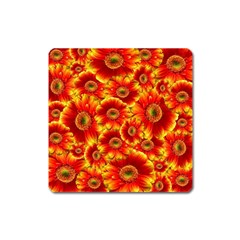 Gerbera Flowers Nature Plant Square Magnet by Nexatart