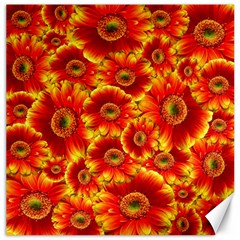 Gerbera Flowers Nature Plant Canvas 20  X 20   by Nexatart