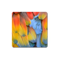 Spring Parrot Parrot Feathers Ara Square Magnet by Nexatart