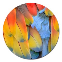 Spring Parrot Parrot Feathers Ara Magnet 5  (round) by Nexatart