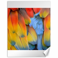 Spring Parrot Parrot Feathers Ara Canvas 18  X 24   by Nexatart