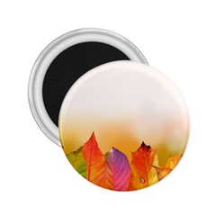 Autumn Leaves Colorful Fall Foliage 2 25  Magnets by Nexatart