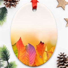 Autumn Leaves Colorful Fall Foliage Ornament (oval) by Nexatart