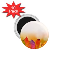 Autumn Leaves Colorful Fall Foliage 1 75  Magnets (10 Pack)  by Nexatart