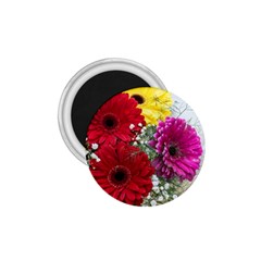 Flowers Gerbera Floral Spring 1 75  Magnets by Nexatart