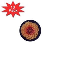 Art Beautiful Bloom Blossom Bright 1  Mini Buttons (10 Pack)  by Nexatart