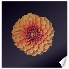 Art Beautiful Bloom Blossom Bright Canvas 20  X 20   by Nexatart