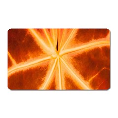 Red Leaf Macro Detail Magnet (rectangular) by Nexatart