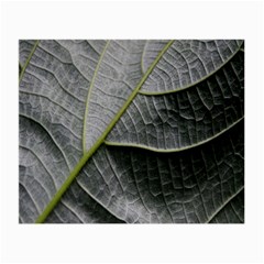 Leaf Detail Macro Of A Leaf Small Glasses Cloth