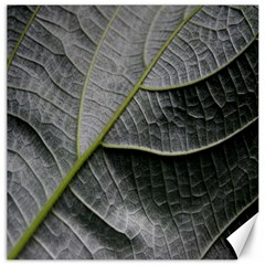 Leaf Detail Macro Of A Leaf Canvas 16  x 16  