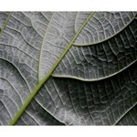 Leaf Detail Macro Of A Leaf Deluxe Canvas 14  x 11  14  x 11  x 1.5  Stretched Canvas