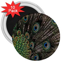 Close Up Of Peacock Feathers 3  Magnets (10 Pack)  by Nexatart