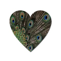 Close Up Of Peacock Feathers Heart Magnet by Nexatart