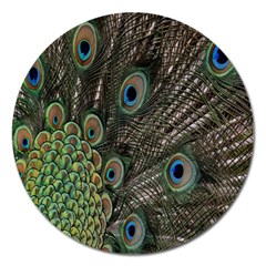 Close Up Of Peacock Feathers Magnet 5  (round) by Nexatart