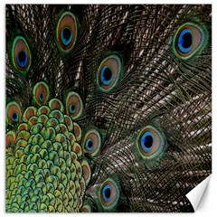 Close Up Of Peacock Feathers Canvas 12  X 12   by Nexatart