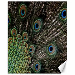 Close Up Of Peacock Feathers Canvas 16  X 20   by Nexatart