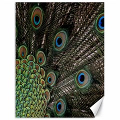 Close Up Of Peacock Feathers Canvas 18  X 24   by Nexatart