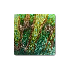 Chameleon Skin Texture Square Magnet by BangZart