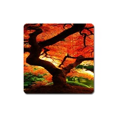 Maple Tree Nice Square Magnet by BangZart