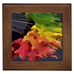 Green Yellow Red Maple Leaf Framed Tiles by BangZart