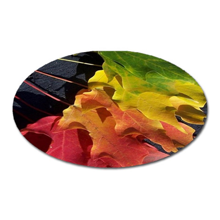 Green Yellow Red Maple Leaf Oval Magnet