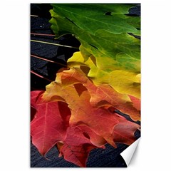 Green Yellow Red Maple Leaf Canvas 24  X 36  by BangZart