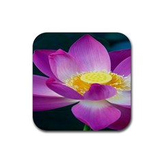 Pink Lotus Flower Rubber Coaster (square)  by BangZart