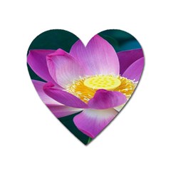 Pink Lotus Flower Heart Magnet by BangZart