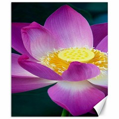 Pink Lotus Flower Canvas 8  X 10  by BangZart