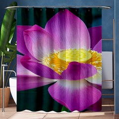 Pink Lotus Flower Shower Curtain 60  X 72  (medium)  by BangZart